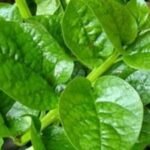 Poi Manji (Malabar Spinach Seeds)Besara