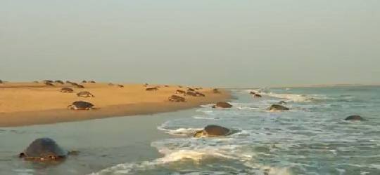 Gahirmatha Beach of Odisha: Where Nature's Wonders Unfold
